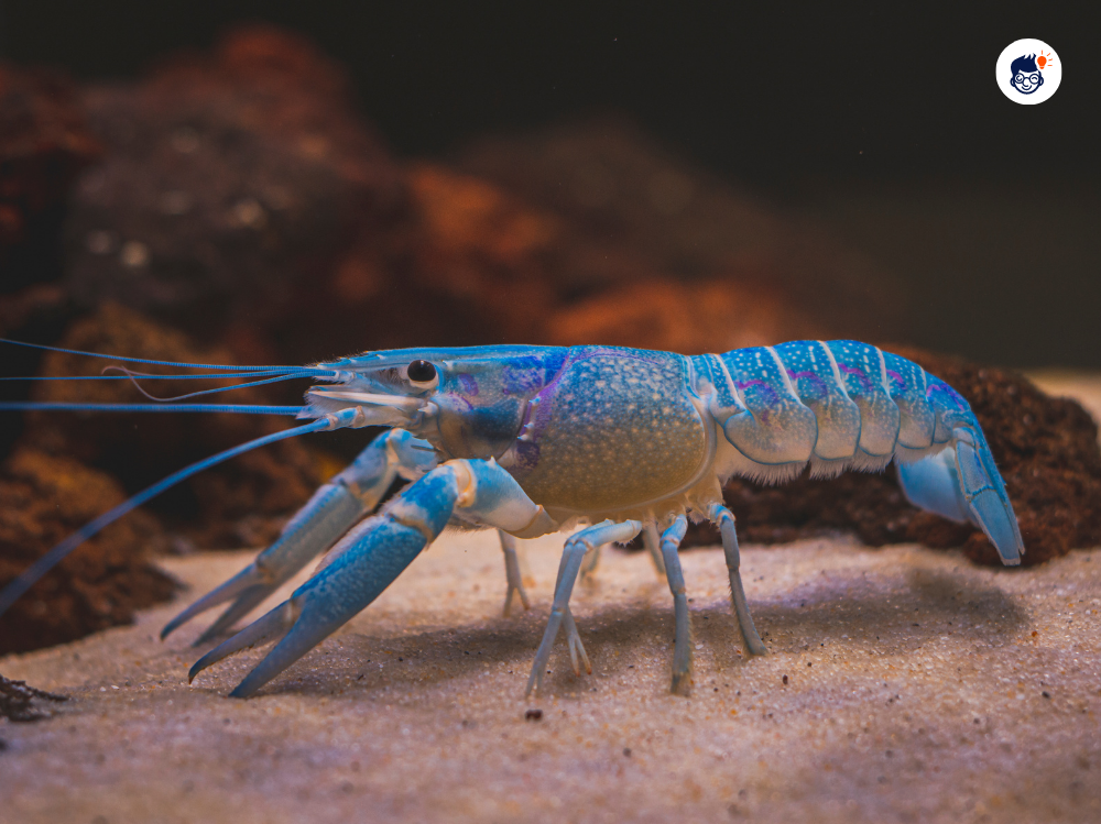 Lobsters Lobsters