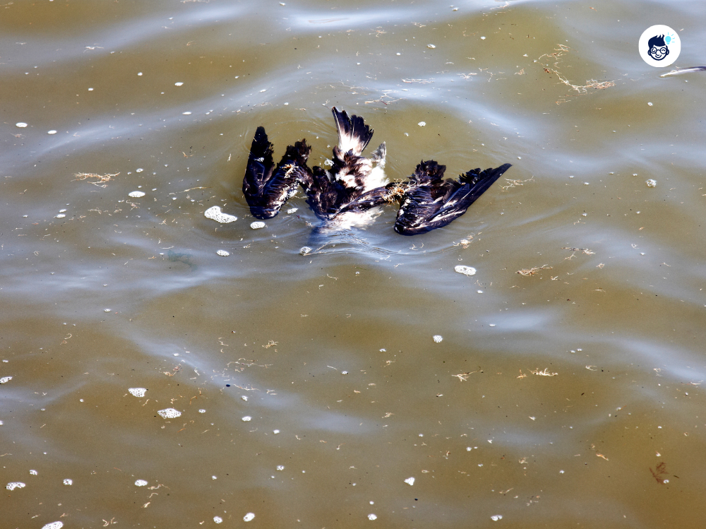 More Than One Million Seabirds Are Killed More Than One Million Seabirds Are Killed