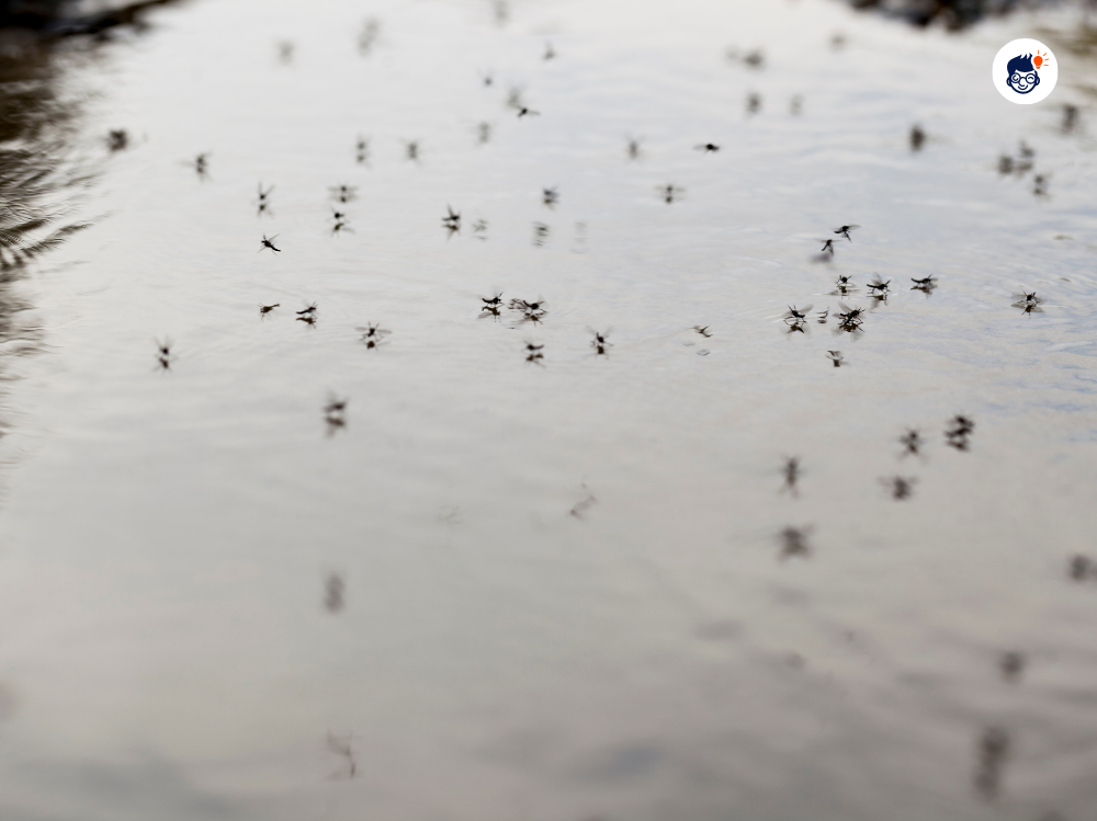 Mosquitoes Ability To Learn And Remember The Smell Of Their Hosts Mosquitoes Ability To Learn And Remember The Smell Of Their Hosts