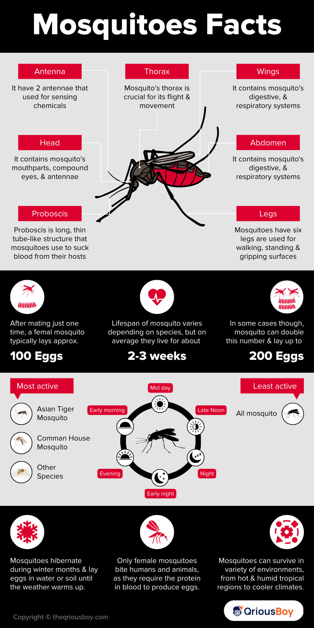 Mosquitoes Facts Mosquitoes Facts