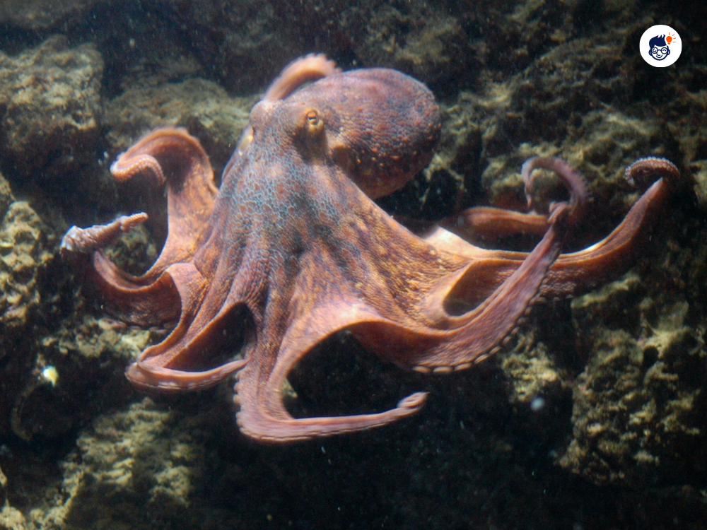 Octopuses Octopuses