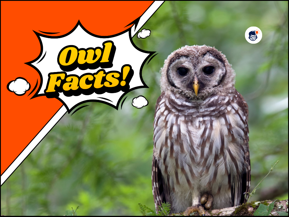 20+ Owl Facts: That Will Leave You Hooting for More!