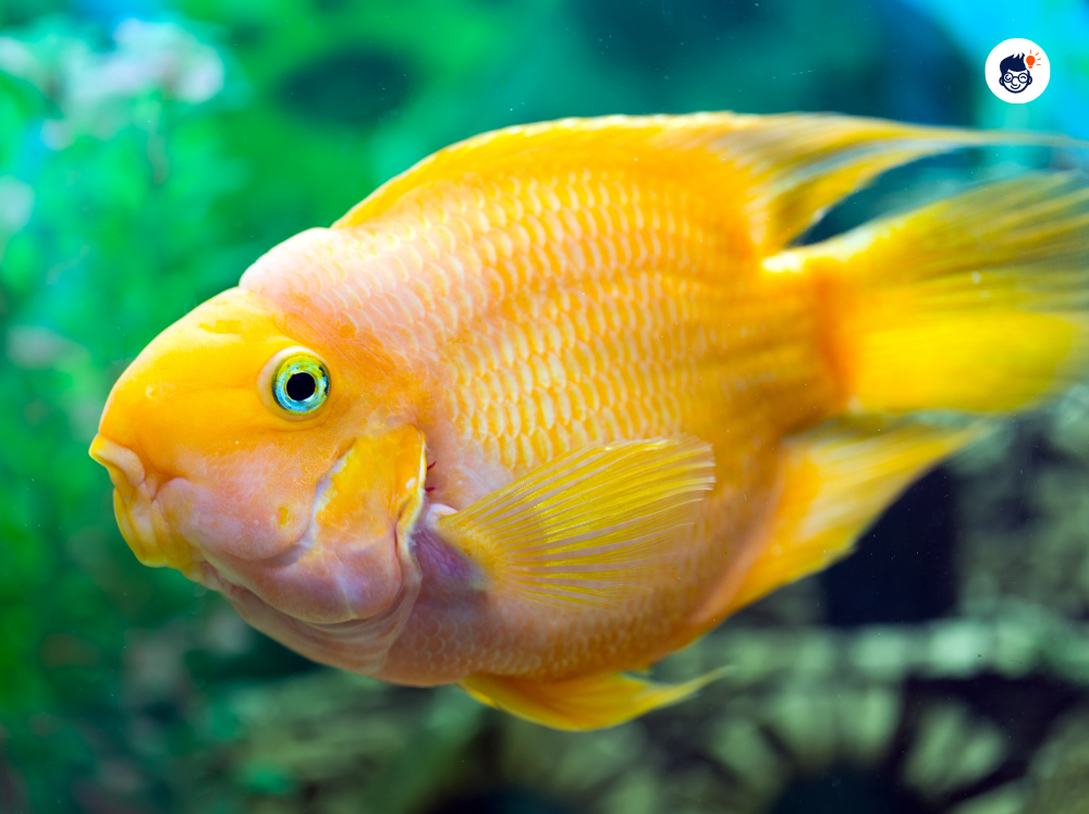 Parrot Fish Parrot Fish