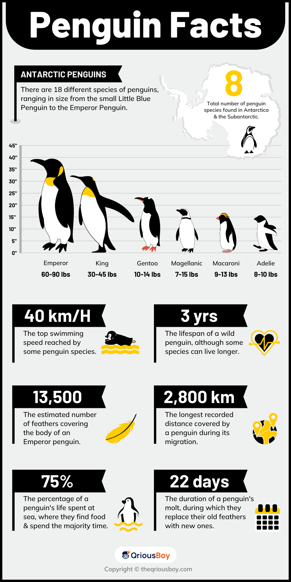 penguin infographic
