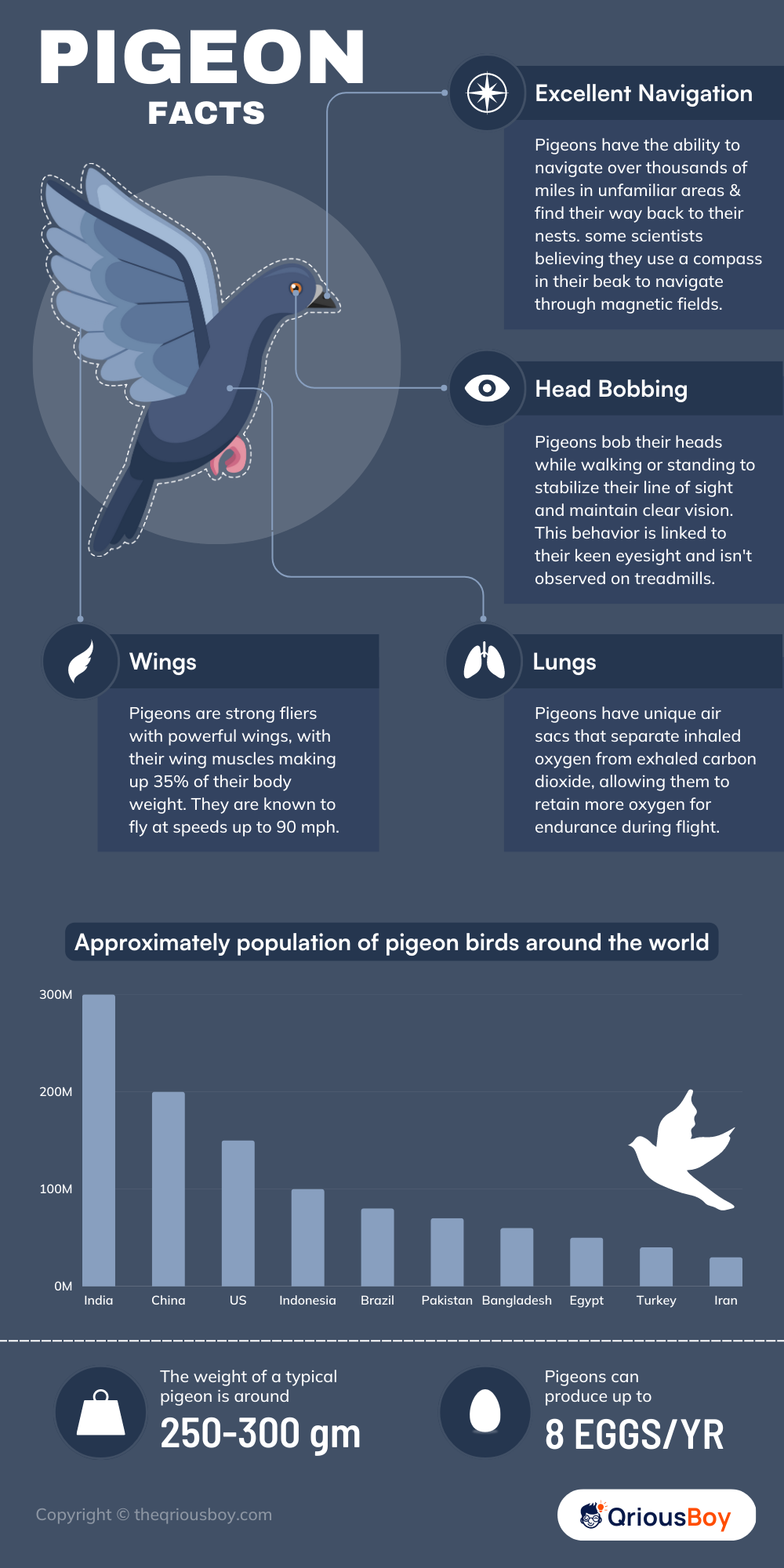 Pigeon Facts Pigeon Facts