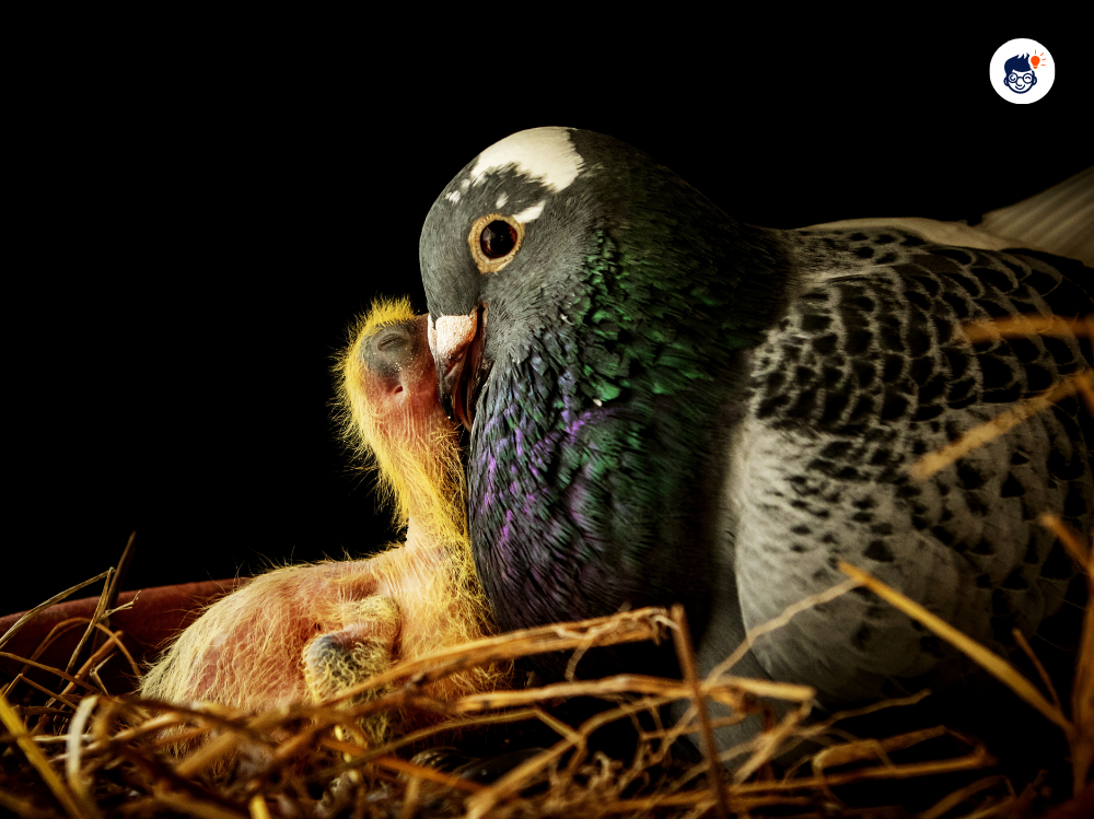 Pigeon Milk The Surprising Nourishment For Their Babies Pigeon Milk The Surprising Nourishment For Their Babies