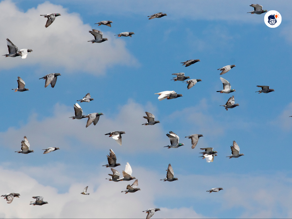 Pigeon Navigation Decoding The Mysteries Of The Skies Pigeon Navigation Decoding The Mysteries Of The Skies