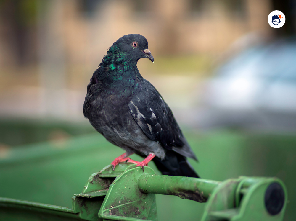 Pigeons And Their Health Issues Pigeons And Their Health Issues