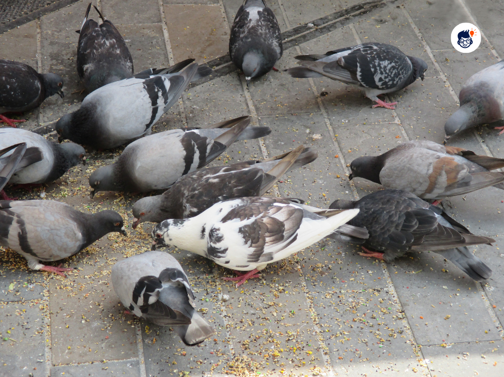 Pigeons Diet Seeds Fruits And More Pigeons Diet Seeds Fruits And More