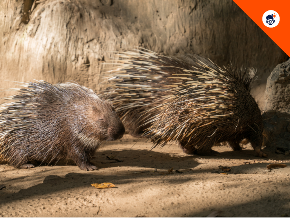 Porcupine Conservation Porcupine Conservation