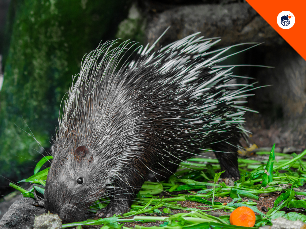 Porcupine Diet Porcupine Diet