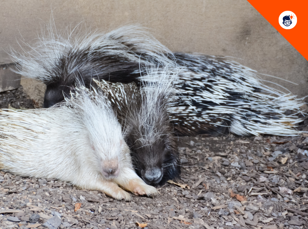 Porcupine Population Porcupine Population