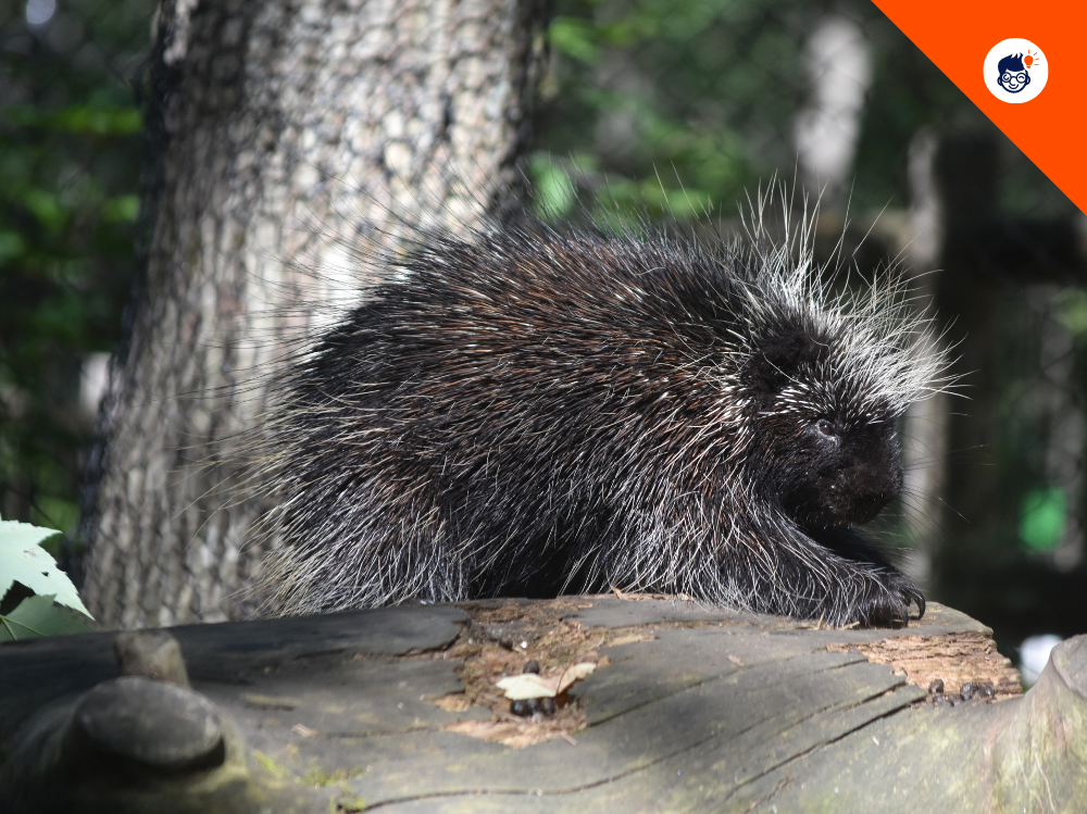 Porcupine Quill Function Porcupine Quill Function