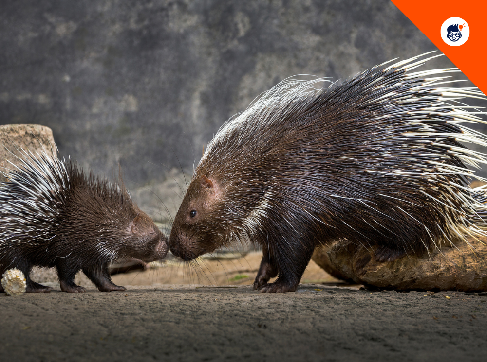 Porcupine Reproduction Porcupine Reproduction