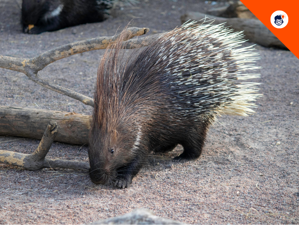 Porcupine Senses Porcupine Senses