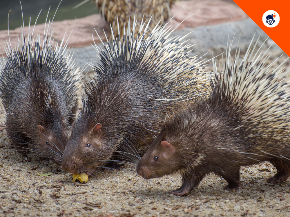 Porcupine Social Behavior Porcupine Social Behavior