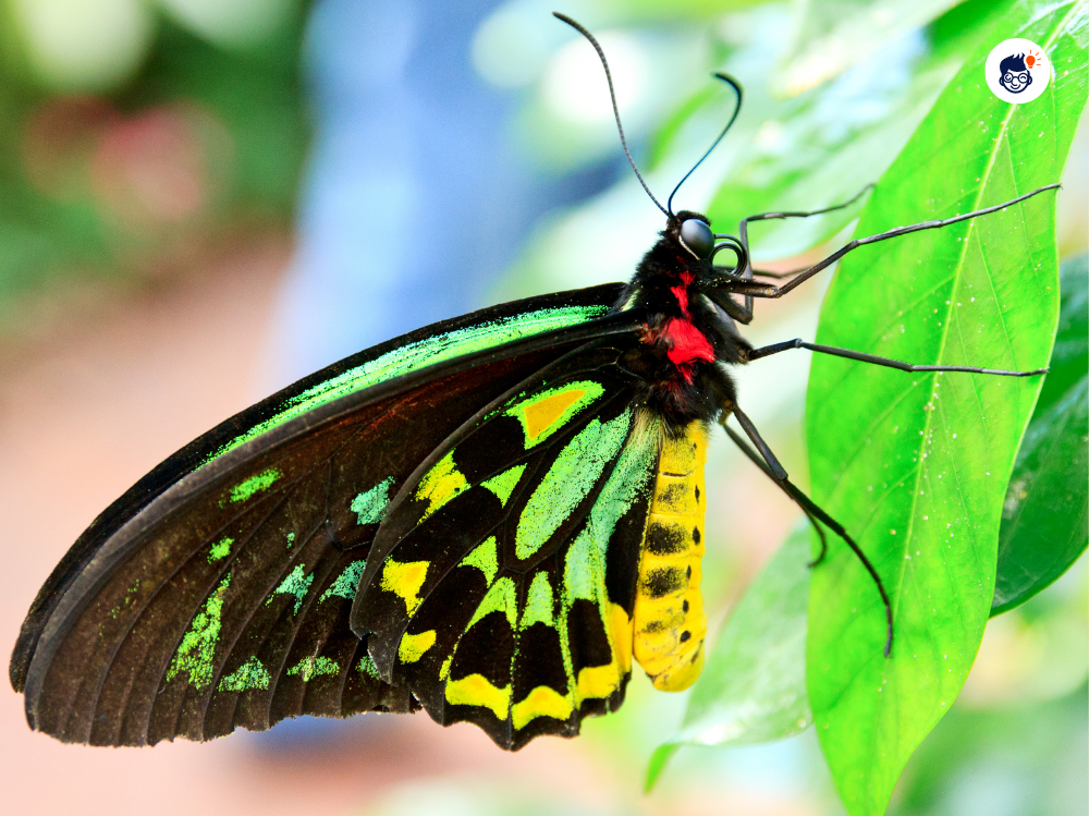 Queen Alexandras Birdwing Queen Alexandras Birdwing