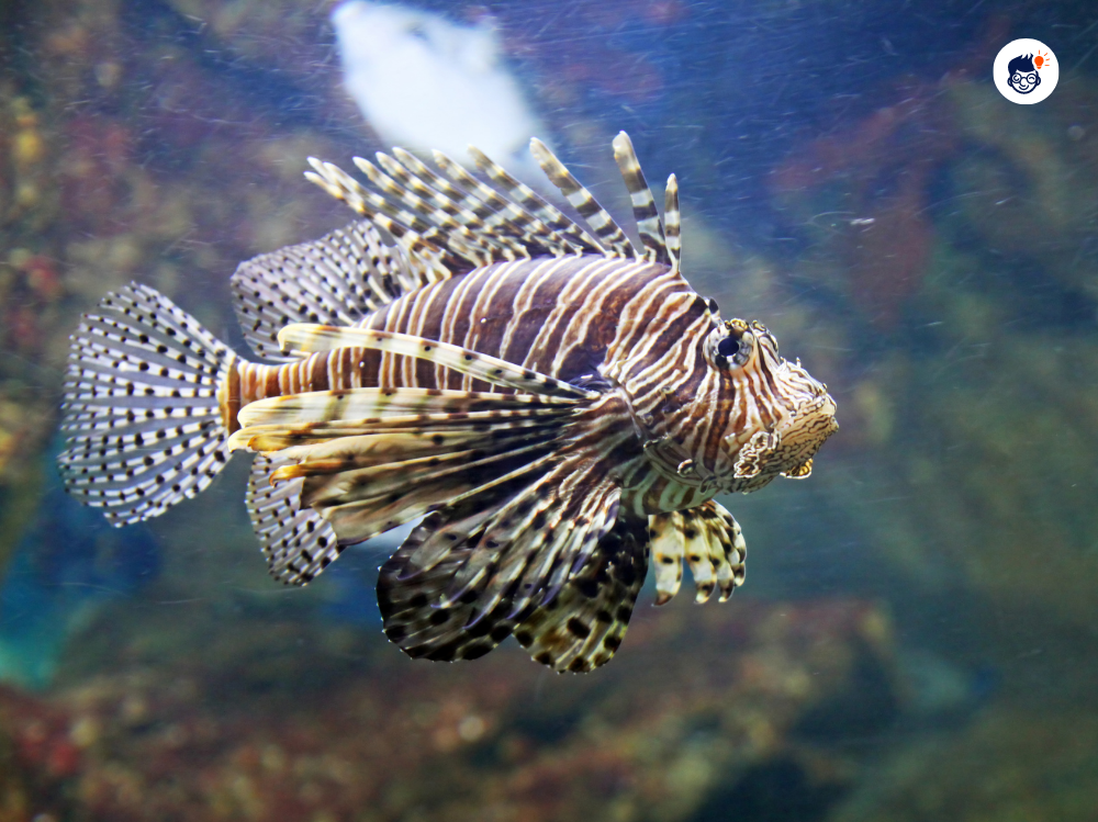 Scorpion Fish Scorpion Fish