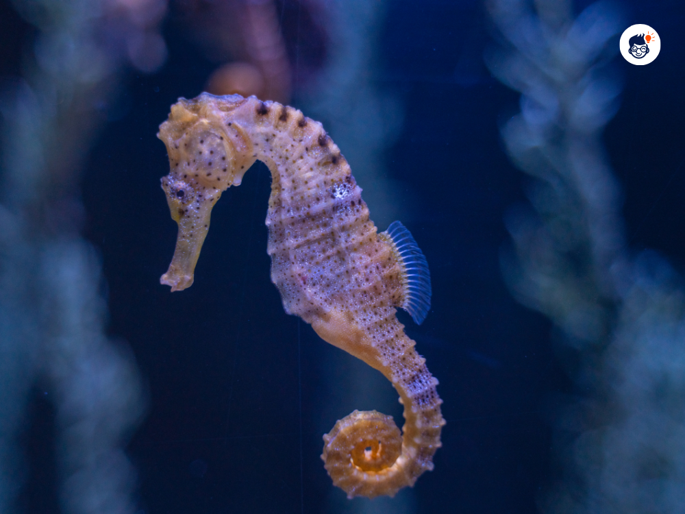 Seahorses Seahorses