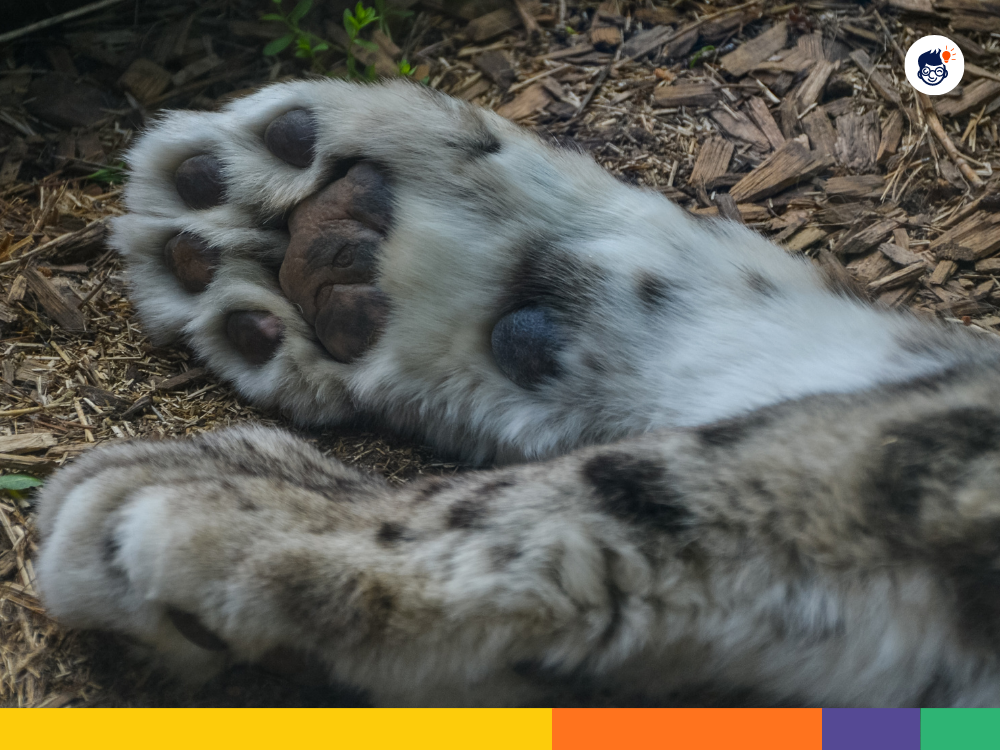 Fur of Snow Leopard