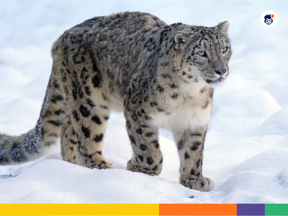 Structure of Snow Leopard Structure of Snow Leopard