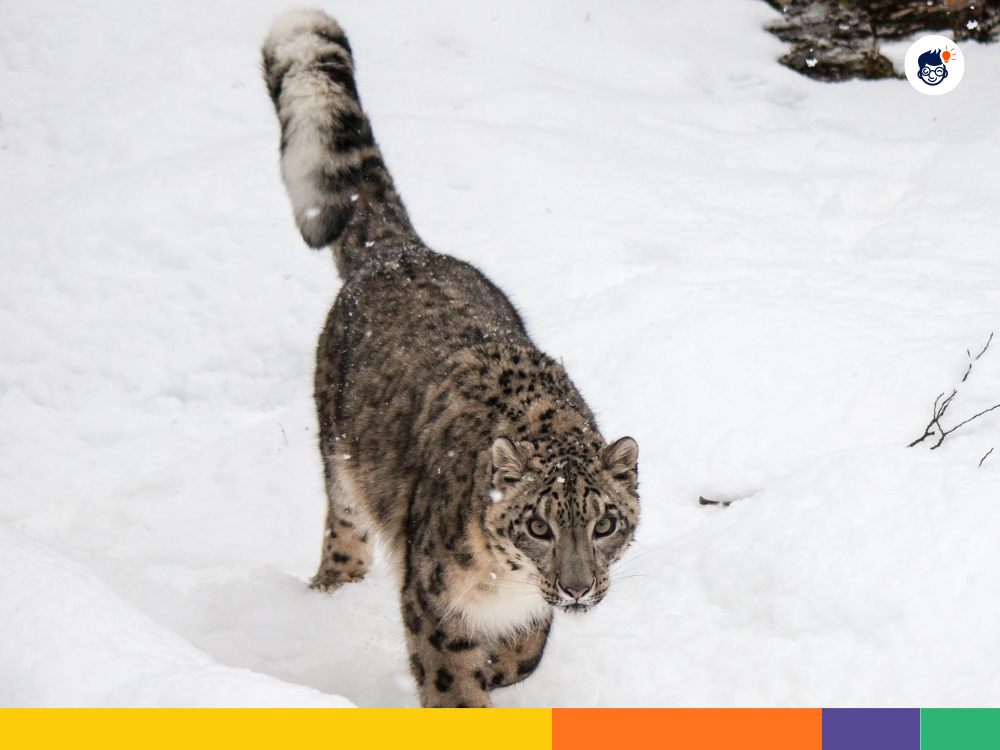 Size of Snow Leopard Size of Snow Leopard
