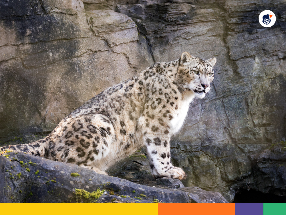 Home of Snow Leopard Home of Snow Leopard