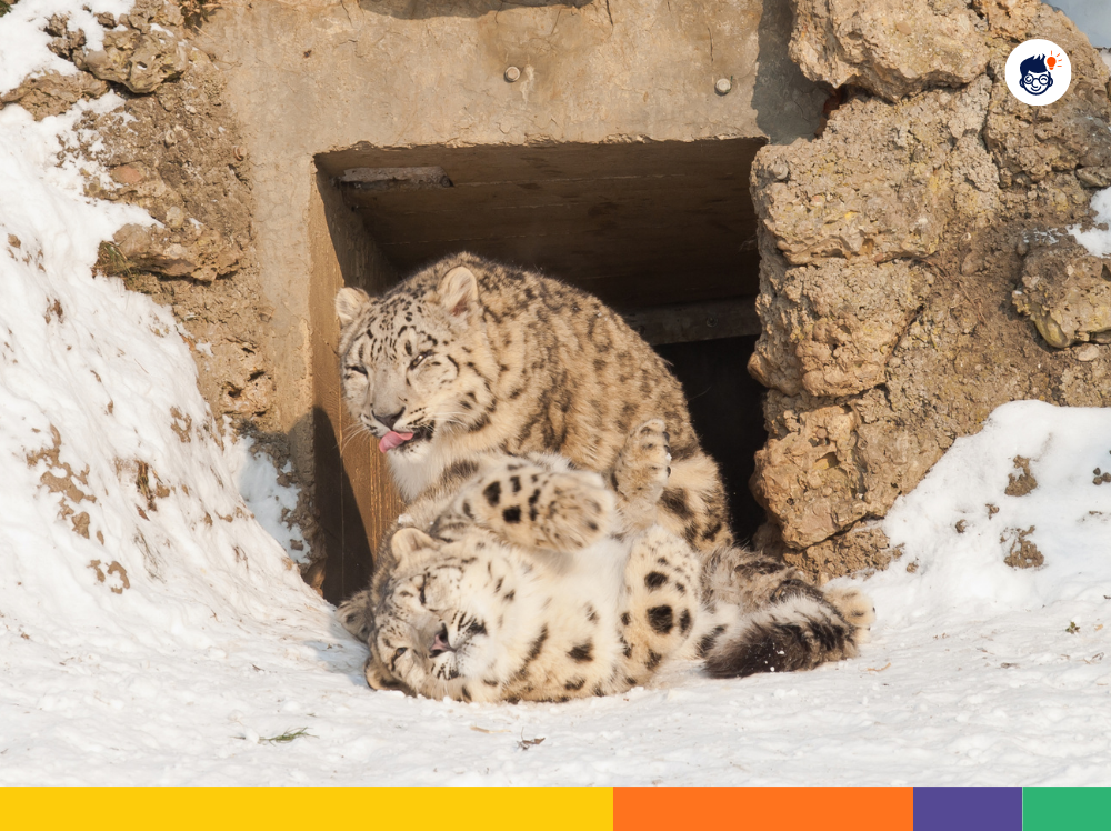 Mating Season Snow Leopard Mating Season Snow Leopard