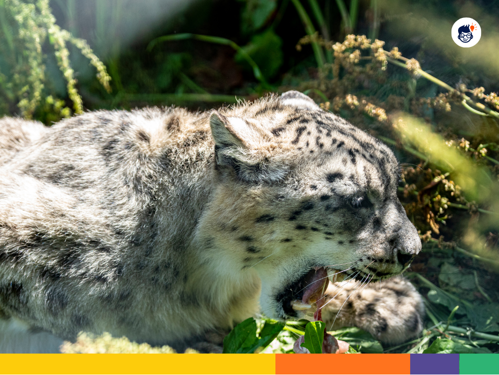 Hunting Snow Leopard Hunting Snow Leopard