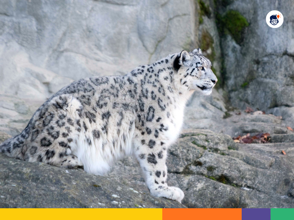 Gestation Period of Snow Leopard Gestation Period of Snow Leopard