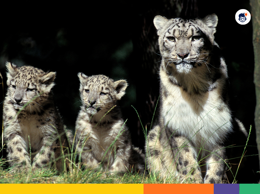 Weight of Snow Leopard Weight of Snow Leopard