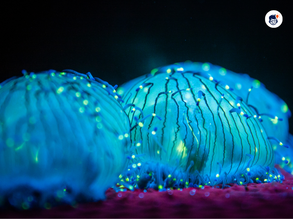Some Of Them Are Bioluminescent Some Of Them Are Bioluminescent
