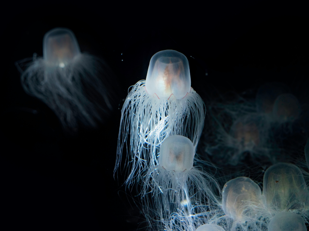 Some Of Them Are Immortal Creatures Some Of Them Are Immortal Creatures