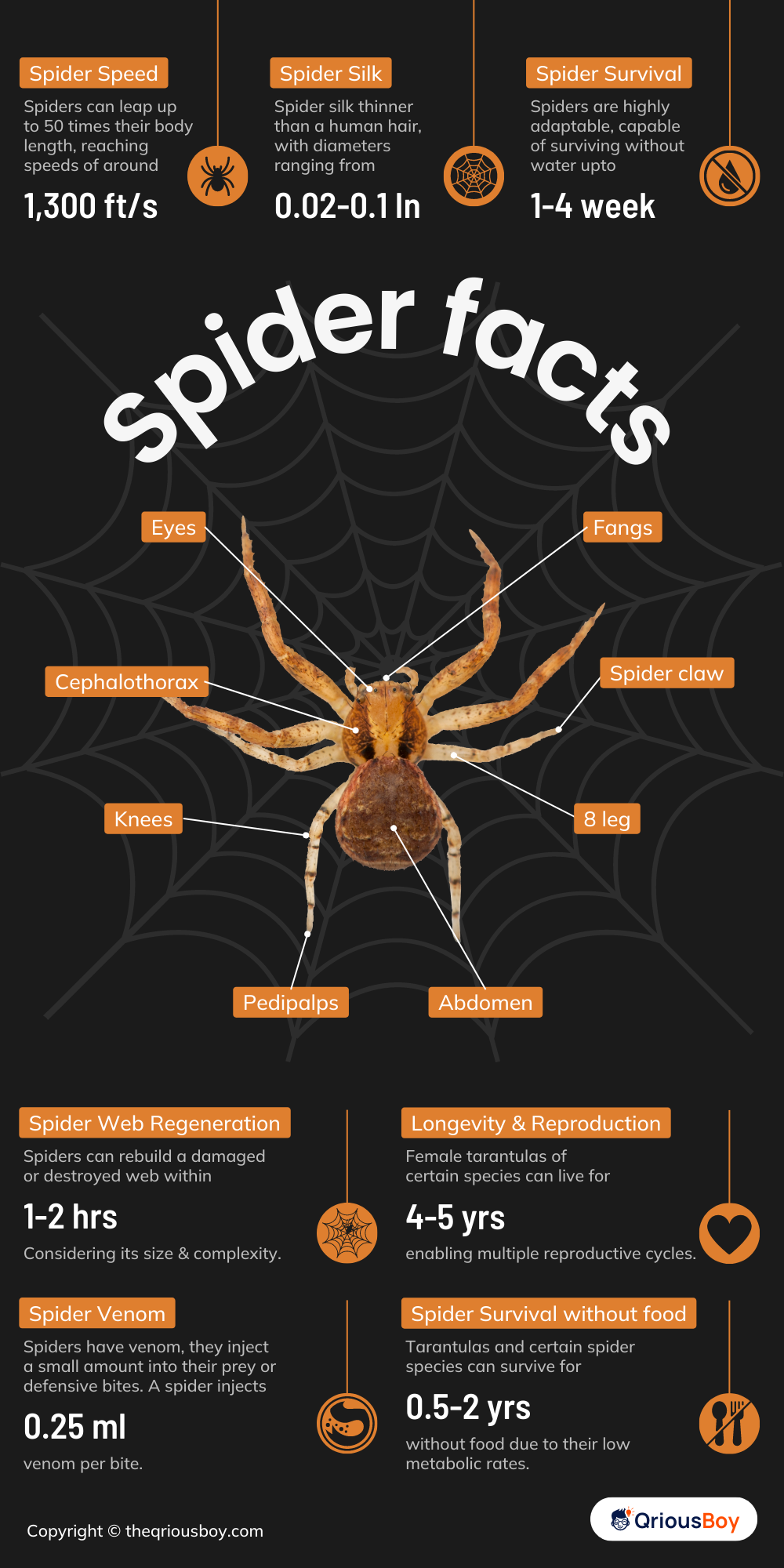 spider infographic