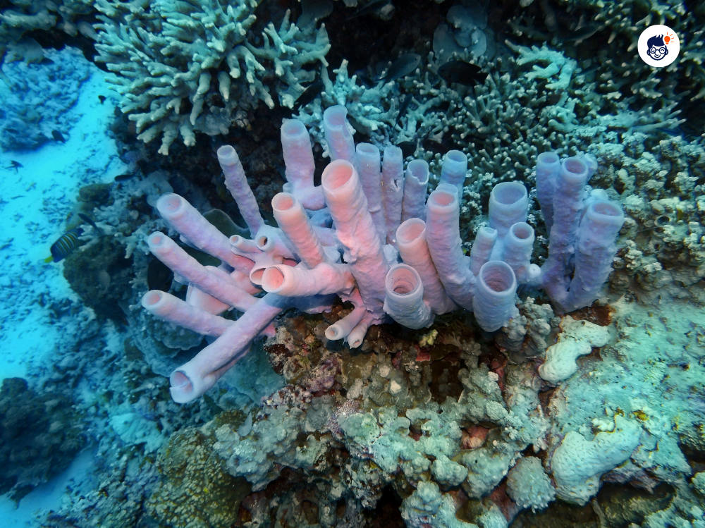Sponges Sponges