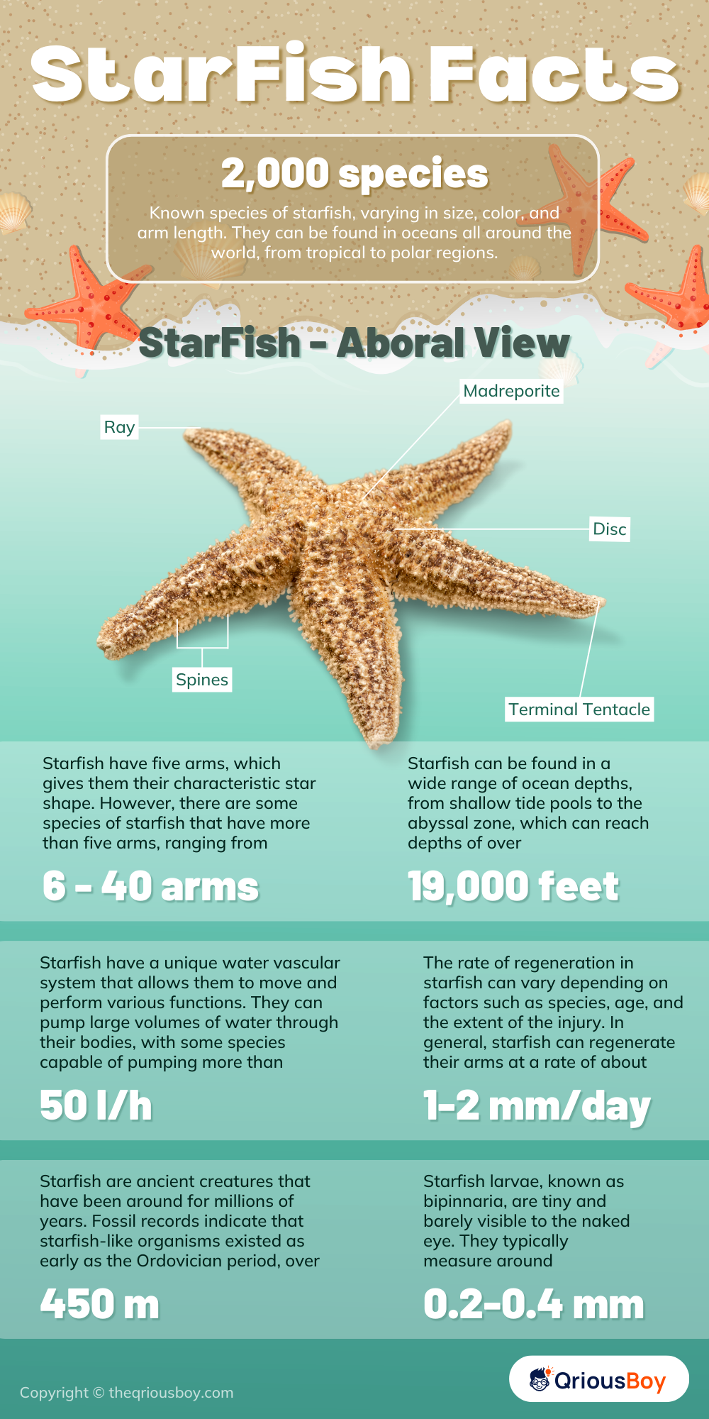 starfish infographic