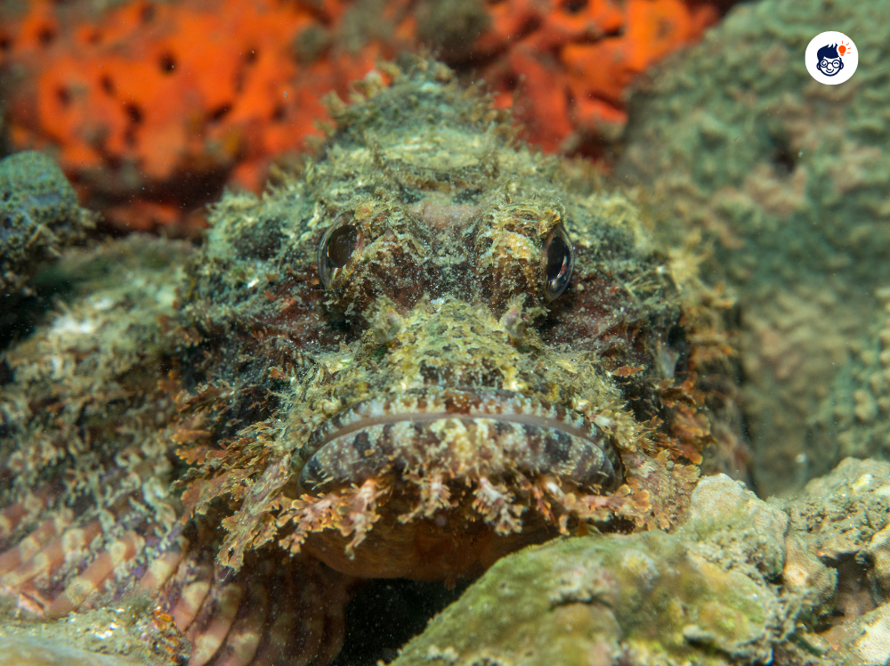 Stonefish Stonefish