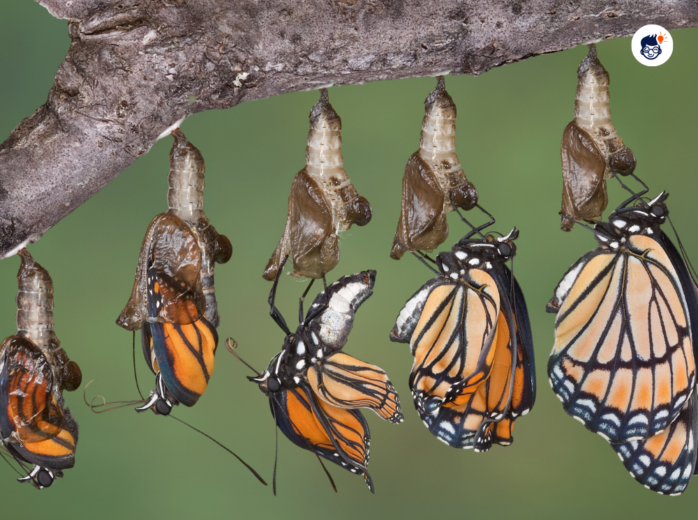 The Delicate Process Of Developing Flight Capabilities In Butterflies The Delicate Process Of Developing Flight Capabilities In Butterflies