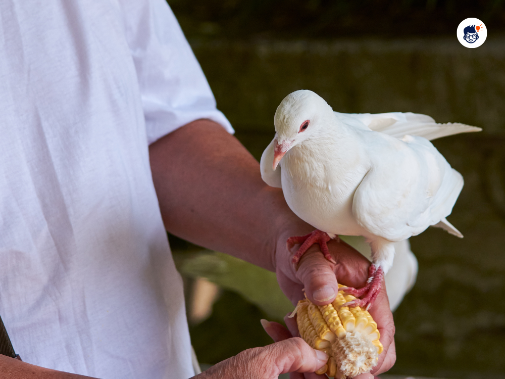The Domestication Of Pigeons A History Of Human Animal Interaction The Domestication Of Pigeons A History Of Human Animal Interaction