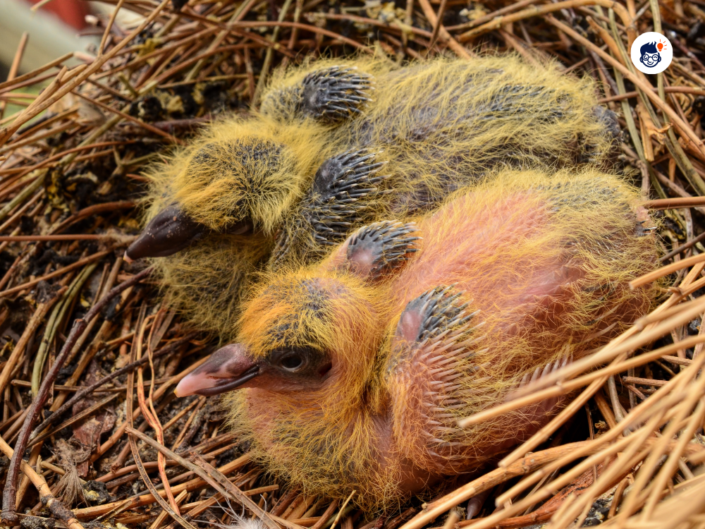The Mystery Of Baby Pigeons The Mystery Of Baby Pigeons