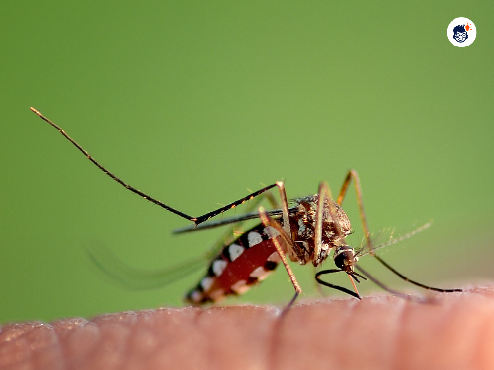 The Stealthy Mosquito How They Bite Without Teeth The Stealthy Mosquito How They Bite Without Teeth