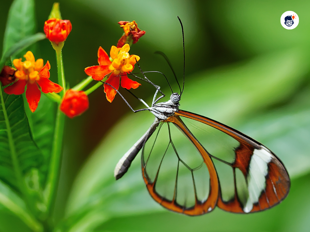 The Surprising Transparency Of Butterfly Wings The Surprising Transparency Of Butterfly Wings