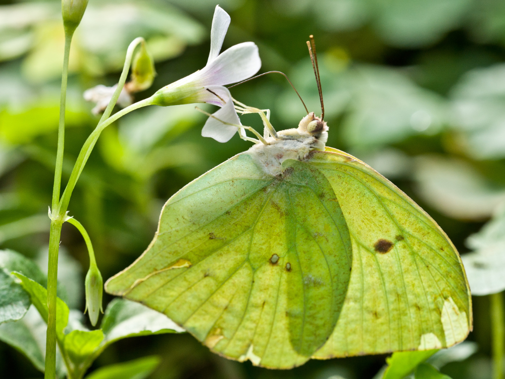 The Survival Strategies Of Butterflies Camouflage And Bright Colors As Defense Mechanisms The Survival Strategies Of Butterflies Camouflage And Bright Colors As Defense Mechanisms