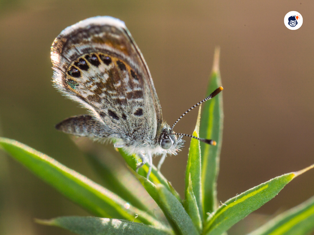 The Western Pygmy Blue The Western Pygmy Blue