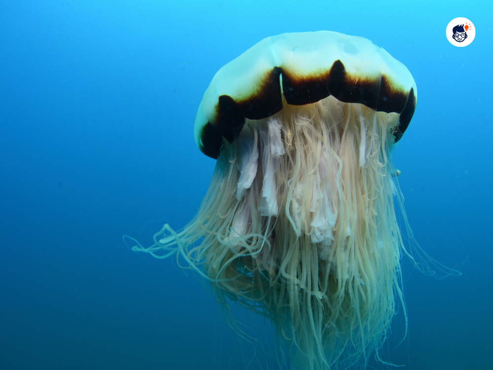 There Are More Than 2000 Species There Are More Than 2000 Species