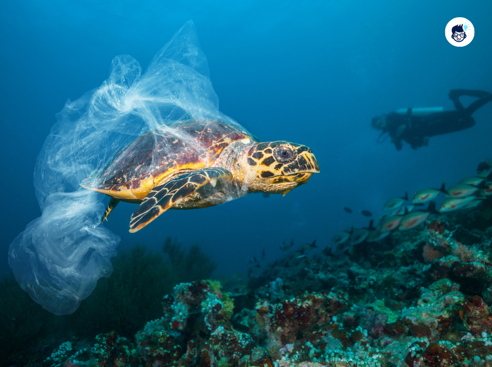 There Is A Lot Of Plastic In The Ocean There Is A Lot Of Plastic In The Ocean