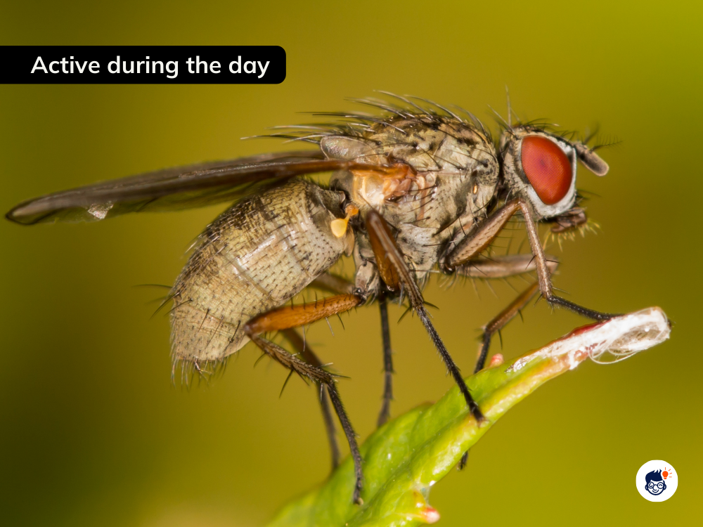 They Are Active During The Day They Are Active During The Day