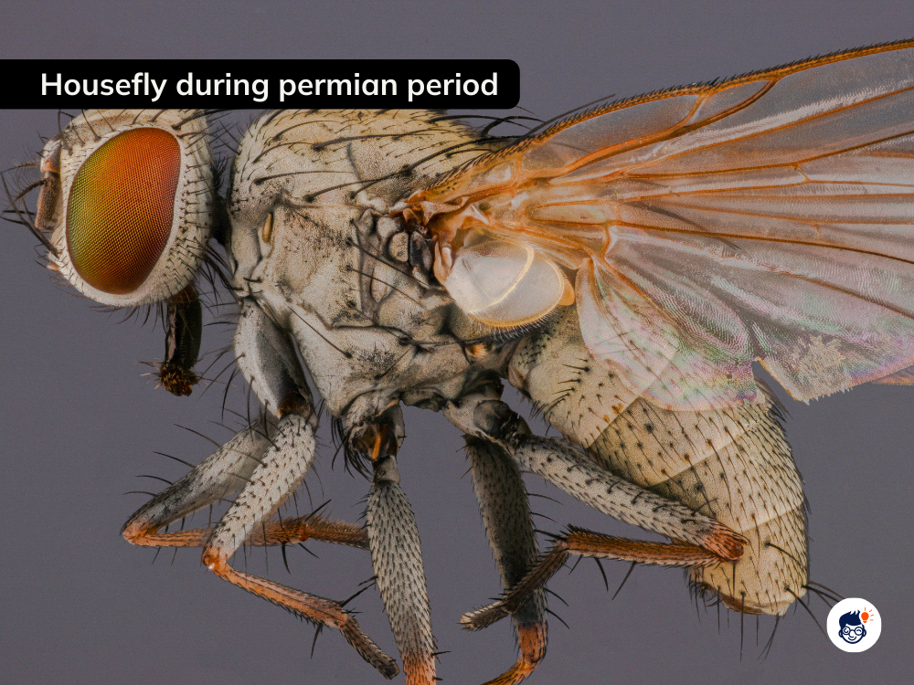 They Are Relatively Young Insects On Earth They Are Relatively Young Insects On Earth