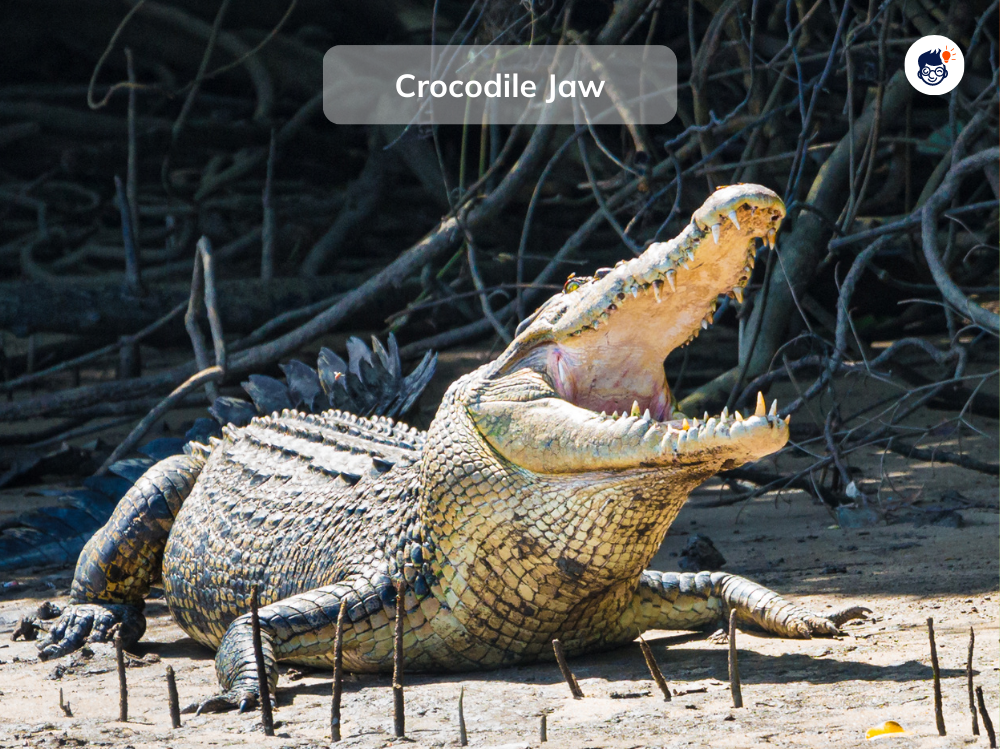They Can Maintain An Open Jaw While Submerged They Can Maintain An Open Jaw While Submerged