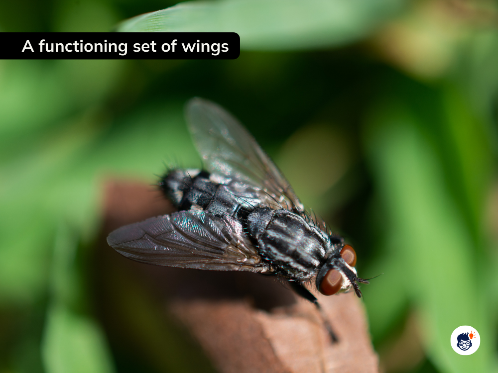 They Have A Functioning Set Of Wings They Have A Functioning Set Of Wings